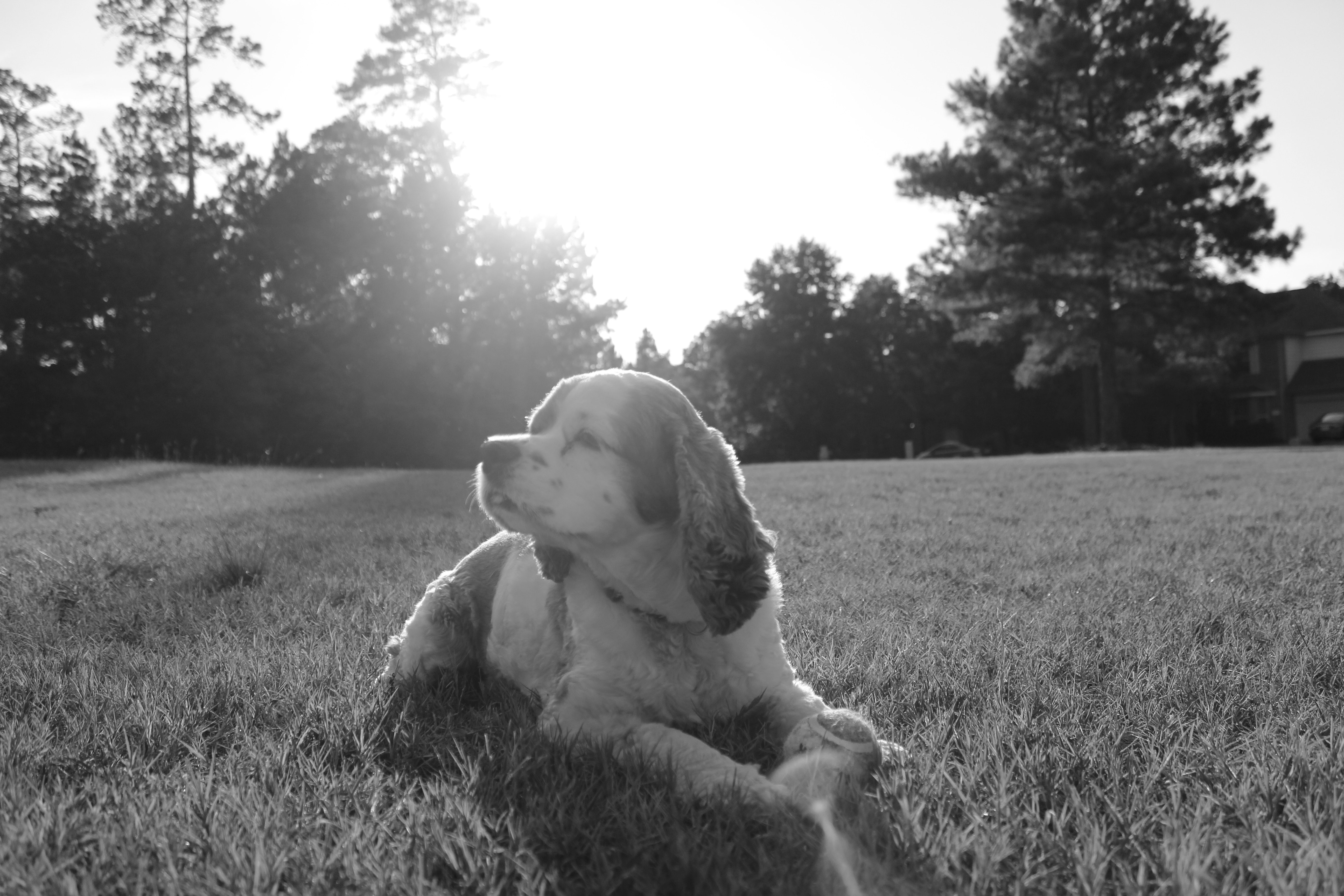 Black and white dog